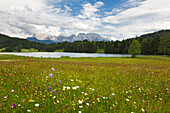 Meadow at Geroldsee, view to Karwendel, Werdenfels region, Bavaria, Germany