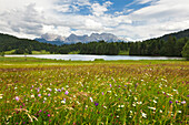 Blumenwiese am Geroldsee, Blick zum Karwendel, Werdenfelser Land, Bayern, Deutschland