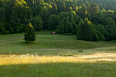 Haystack on a meadow at Geroldsee, Werdenfels region, Bavaria, Germany