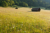 Heustadel auf einer Blumenwiese am Geroldsee, Werdenfelser Land, Bayern, Deutschland