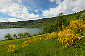 Gorse at Meerfelder Maar, Vulkaneifel, Eifel, Rhineland-Palatinate, Germany