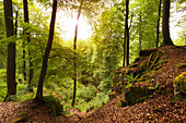 Teufelsschlucht, nature park Suedeifel, Eifel, Rhineland-Palatinate, Germany