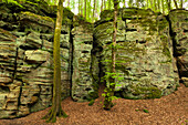 Teufelsschlucht, Naturpark Südeifel, Eifel, Rheinland-Pfalz, Deutschland