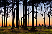 Biker at Gespensterwald near Nienhagen, Baltic Sea, Mecklenburg-West Pomerania, Germany