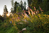 Weidenröschen am Wanderweg zu den Bruchhauser Steinen, Rothaarsteig, Rothaargebirge, Sauerland, Nordrhein-Westfalen, Deutschland