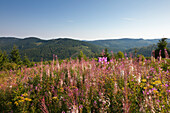 Willowherbs in a meadow, Rothaarsteig hiking trail, Rothaargebirge, Sauerland region, North Rhine-Westphalia, Germany