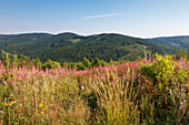 Willowherbs in a meadow, Rothaarsteig hiking trail, Rothaargebirge, Sauerland region, North Rhine-Westphalia, Germany