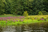 Saale banks near Burgk castle, nature park Thueringer Schiefergebirge / Obere Saale,  Thuringia, Germany