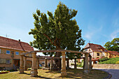 Sogenannte 1000-jährige Linde, Birnfeld, Markt Stadtlauringen, Unterfranken, Bayern, Deutschland, Europa