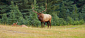 Wapiti Hirsch im Jasper National Park, Rocky Mountains, Alberta, Kanada