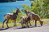 Goats at Two Jack Lake, Banff National Park, Rocky Mountains, Alberta, Canada