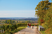 View from the Falkenberg, Vineyard, Falkenberg, Falkenstein, Community of Donnersdorf, Unterfranken, Bavaria, Germany, Europe