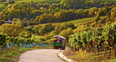 Porsche-Trecker-Tour, Trip with a Porsche tractor through the vineyards, Zeilitzheim, Vinothek  Mößlein, Community of Kolitzheim, Unterfranken, Bavaria, Germany, Europe