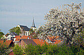 Wipfeld mit Kirche und blühendem Apfelbaum, Frühling, Unterfranken, Bayern, Deutschland, Europa