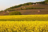 View across blooming rape fields at vineyard Falkenberg, Spring, Falkenstein, Gemeinde Donnersdorf, Unterfranken, Bavaria, Germany, Europe