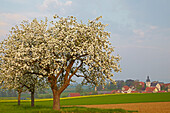 Apple tree in full blossom and Fuchsstadt, Markt Stadtlauringen, Spring, Unterfranken, Bavaria, Germany, Europe