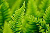 Tüpfelfarn (Polypodium vulgare) auch Engelsüß, typische Pflanze   im Bodetal bei Thale, Harzvorland, Harz, Sachsen-Anhalt, Deutschland