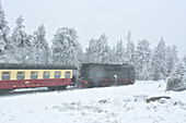 Brockenbahn mit historischer Dampflok fährt im Winter durch verschneiten Wald in Richtung Brocken, Harzer Schmalspurbahnen, Schierke, Nationalpark Harz, Sachsen-Anhalt, Deutschland