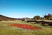 View towards the nature reserve and Rocha da Pena, Alte, Algarve, Portugal