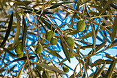 Olives on a tree, Algarve, Portugal