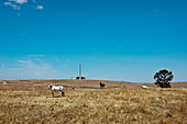 Horses on a field near Castro Verde, Alentejo, Portugal