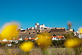 Flowery meadow in Estremoz, Alentejo, Portugal