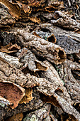 Cork from a tree, Alentejo, Portugal