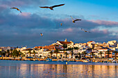 Seagulls, old town, Lagos, Algarve, Portugal