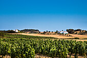 Weinreben und Finca bei Aljezur, Costa Vicentina, Algarve, Portugal