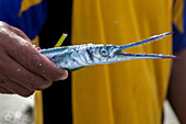 A fisherman holds a barracuda on the tiny island of Gili Air, Indonesia.