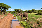 Safari at Lake Manyara National Park, Tanzania