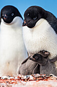 Adelie Penguin family - parents and two chicks - Yalour Islands, Antarctic Peninsula, Antarctica.