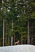 A Black Tailed Deer (Odocoileus hemionus columbianus) stands on the top of a pile of sand in the middle of a dense forest.