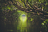 A passage through the Mangrove Swamp near Morón, Cuba.