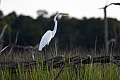 A great egret stands on a tree limb above a marsh
