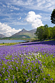 Wild bluebells (Hyacinthoides non-scripta) beside Loch Leven, the Pap of Glencoe beyond, Ballachulish, Highland, Scotland, United Kingdom, Europe