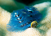Blue Christmas tree worm (Spirobranchus giganteus), Cairns, Queensland, Australia, Pacific