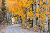 Dirt road winding through a tree tunnel in fall, Bishop, California, United States of America, North America