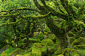 The mysterious Wistman's Wood, an ancient stunted pedunculate oak woodland high on the Dartmoor moorland, Dartmoor National Park, Devon, England, United Kingdom, Europe