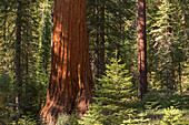 Giant Sequoia (Sequoiadendron giganteum) in a sunlit woodland, Mariposa Grove, Yosemite National Park, UNESCO World Heritage Site, California, United States of America, North America