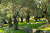 Sunlight through old olives trees (Olea europaea) in olive grove for traditional olive oil in sub-tropical climate of Corfu, Greek Islands, Greece, Europe