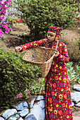 Inhabitant of Darjeeling dressed in typical clothes collects tea leaves from her land to make infusions, Darjeeling, India, Asia