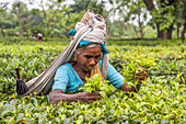 Indian woman dressed with the typical colored frock collects the green tea leaves in the plantations of Bagdogra, Darjeeling, India, Asia