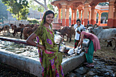 Women filling water pots in the BAPS Swaminarayan Sanstha cattle camp where drought affected cattle are fed and watered, Gondal, Gujarat, India, Asia