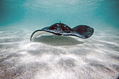 Stingray swim in the bay of Stingray City an authentic sanctuary for marine species, Antigua, Leeward Islands, West Indies, Caribbean, Central America