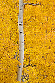 Yellow aspen in the fall, Uncompahgre National Forest, Colorado, United States of America, North America