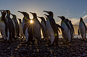 King penguins (Aptenodytes patagonicus) at sunrise, in St. Andrews Bay, South Georgia, Polar Regions