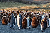 King penguins (Aptenodytes patagonicus) in early morning light at Gold Harbor, South Georgia, Polar Regions