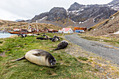 Southern elephant seal pups (Mirounga leonina) after weaning in Grytviken Harbor, South Georgia, Polar Regions
