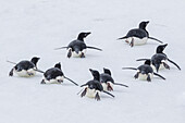Adelie penguins (Pygoscelis adeliae) tobogganing to the sea at Brown Bluff, Antarctica, Southern Ocean, Polar Regions